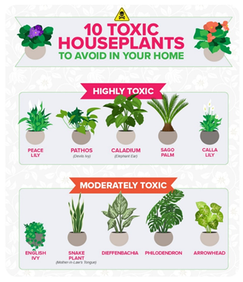 Ten Toxic House Plants To Avoid  image