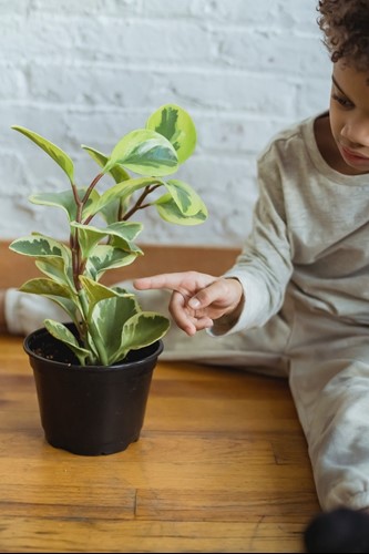 Safe Houseplants for Kids  image